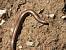 Orvet fragile (Anguis fragilis) � Jean-Jacques Rabillon