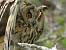 Hibou moyen-duc (Asio otus) � Jean-Jacques Rabillon