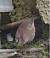 Troglodyte mignon (Troglodytes troglodytes) � Sebastien Devos
