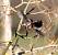 M�sange � longue queue (Aegithalos caudatus) � Claude Daussin
