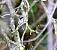 M�sange � longue queue (Aegithalos caudatus) � Claude Daussin