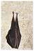 Petit Rhinolophe (Rhinolophus hipposideros) � Michael Fayret