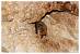 Chauve-souris ind�termin�e (Chiroptera sp.) � Michael Fayret