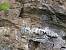 Faucon p�lerin (Falco peregrinus) � Emile Poncet