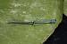 Agrion jouvencelle (Coenagrion puella) � Benjamin Long