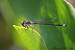 Agrion �l�gant (Ischnura elegans) � Benjamin Long