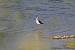 Echasse blanche (Himantopus himantopus) � Benjamin Long