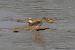 Chevalier gambette (Tringa totanus) � Benjamin Long