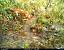 Renard roux (Vulpes vulpes) � David Genoud