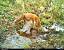 Renard roux (Vulpes vulpes) � David Genoud