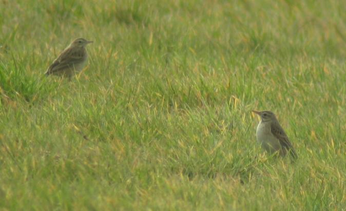 Pipit de Richard - � Gerard Besseau