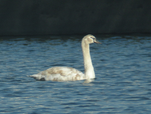 Cygne tubercul� - � Jean-Claude Crois�