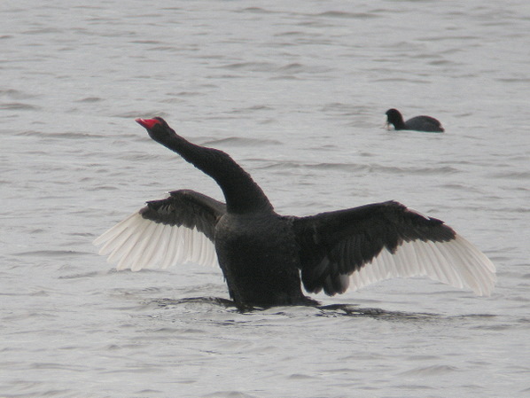 Cygne noir - � Jean-Claude Crois�