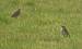 Pipit de Richard - � Gerard Besseau