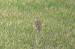 Pipit de Richard - � Gerard Besseau