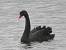 Cygne noir - � Jean-Claude Crois�