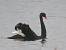 Cygne noir - � Jean-Claude Crois�