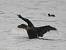 Cygne noir - � Jean-Claude Crois�