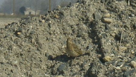 Pipit farlouse - � Anne-Louise Blouin