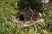 Troglodyte mignon (Troglodytes troglodytes) � Guy Noel You