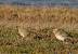 Pluvier guignard (Charadrius morinellus) � Clement Caiveau