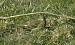 Pipit farlouse - � Anne-Louise Blouin