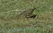 Grive mauvis (Turdus iliacus) � Anne-Louise Blouin