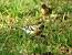Pinson du Nord (Fringilla montifringilla) � St�phane Rapin
