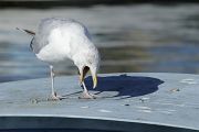 Go�land argent� � Julien Sudraud