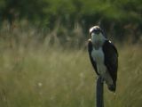 Balbuzard p�cheur � Luc Chaillot