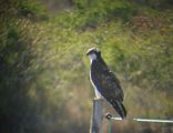 Balbuzard p�cheur � Luc Chaillot