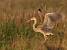 H�ron pourpr� (Ardea purpurea) � Clement Caiveau