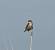 Cisticole des joncs (Cisticola juncidis) � Anne-Marie Hervouet