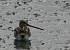 B�cassine des marais (Gallinago gallinago) � Guy Perruchas