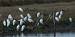 H�ron garde-boeufs (Bubulcus ibis) � Guy Perruchas