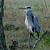 H�ron cendr� (Ardea cinerea) � Guy Perruchas