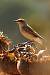 Traquet motteux (Oenanthe oenanthe) � Sebastien You