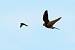Faucon cr�cerelle (Falco tinnunculus) � Sebastien You