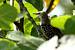 Etourneau sansonnet (Sturnus vulgaris) � Sebastien You