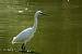 Aigrette garzette (Egretta garzetta) � Sebastien You