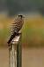 Faucon cr�cerelle (Falco tinnunculus) � Sebastien You