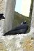 Choucas des tours (Corvus monedula) � Sebastien You