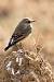 Traquet motteux (Oenanthe oenanthe) � Sebastien You