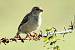 Moineau domestique (Passer domesticus) � Sebastien You