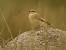 Traquet motteux (Oenanthe oenanthe) � Franck Salmon