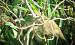 Rousserolle effarvatte (Acrocephalus scirpaceus) � Luc Chaillot