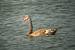 Cygne noir (Cygnus atratus) � Luc Chaillot