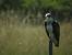 Balbuzard p�cheur (Pandion haliaetus) � Luc Chaillot