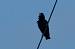 Etourneau unicolore (Sturnus unicolor) � Dominique Robard