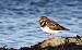 Tournepierre � collier (Arenaria interpres) � Bernard Thibeaud
